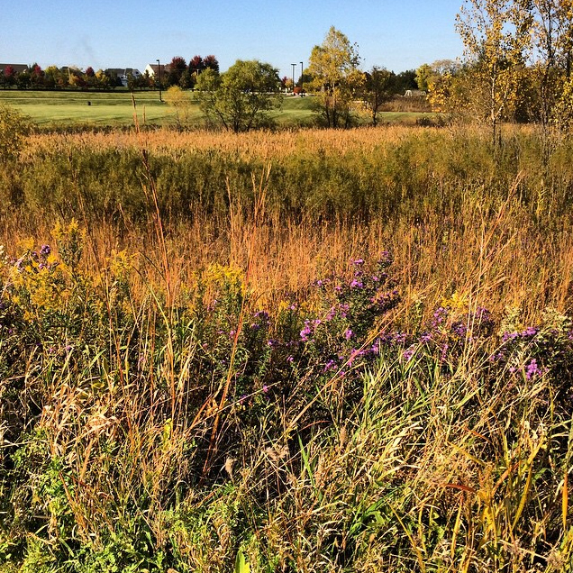 Peck Farm 1 - Eric Anson